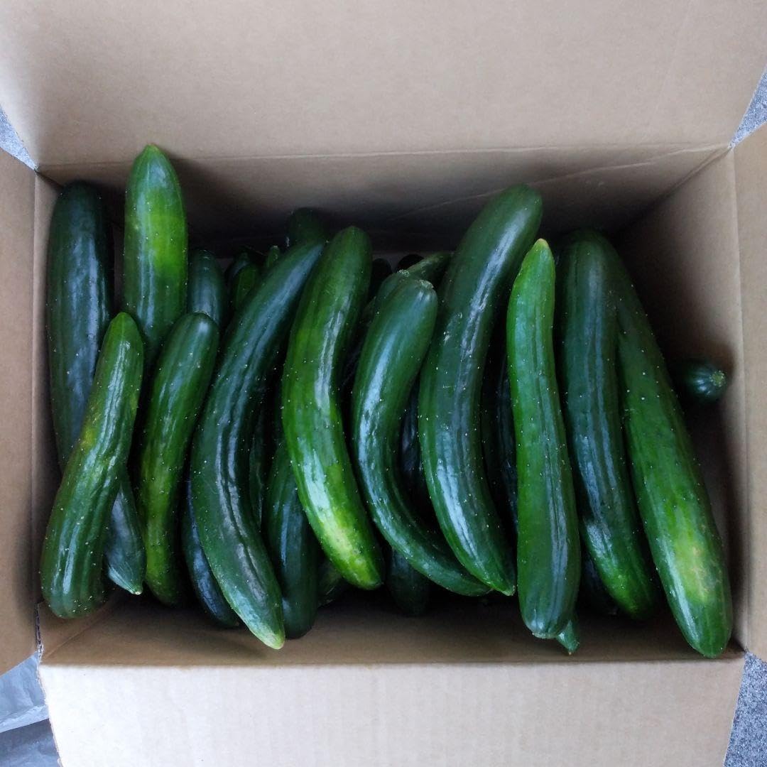 真作】絵画 藤木一郎 油彩6号 初秋の湖水 自然美が輝く一枚 U155